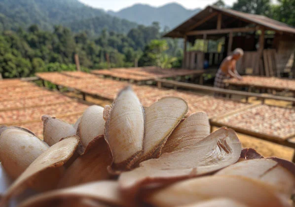 Red Tongkat Ali Original Root Slices — 🌿 Wild-Harvested