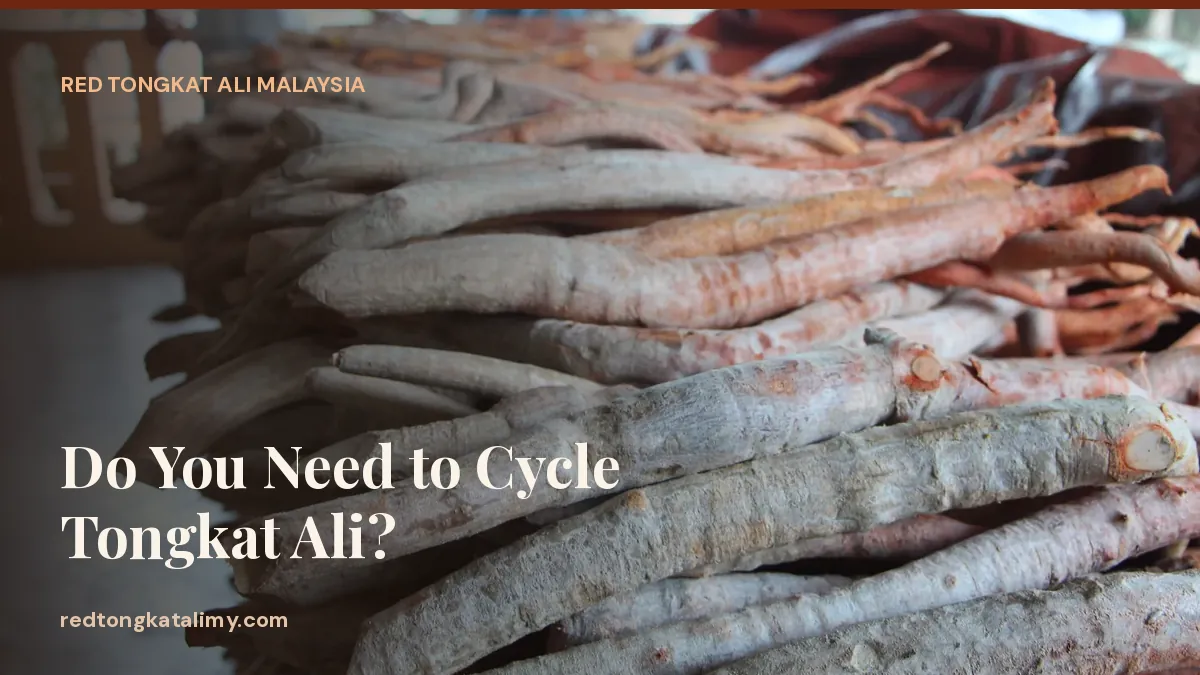 Dried Tongkat Ali roots stacked before processing — long-term use and cycling