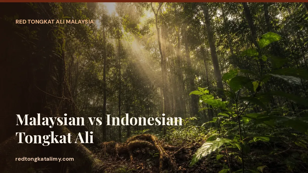 Harvesting a Tongkat Ali root in the rainforest