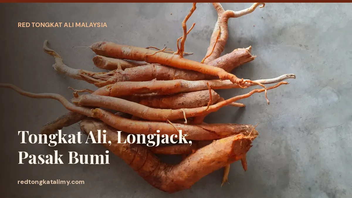 Freshly harvested Tongkat Ali roots, also called Longjack or Pasak Bumi