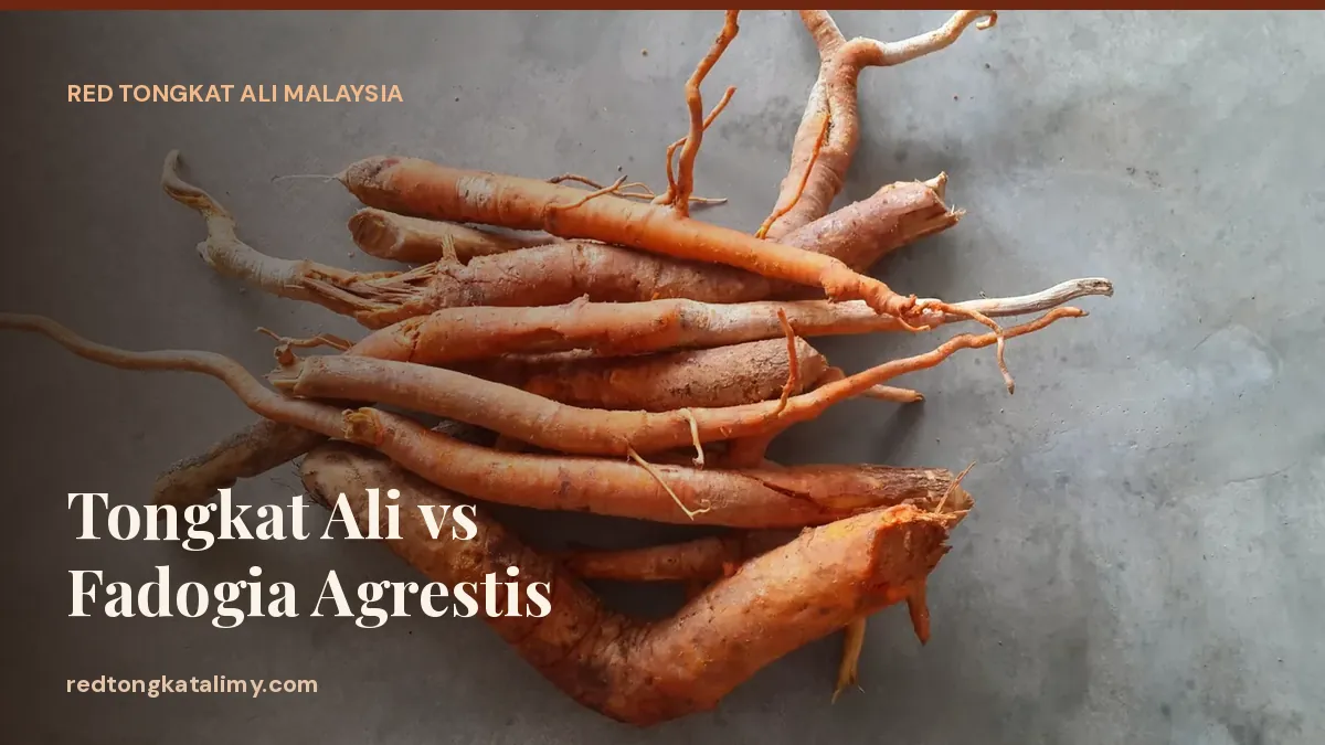 Freshly dug Red Tongkat Ali roots — compared with Fadogia agrestis