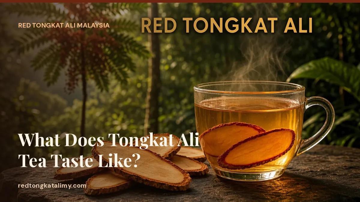 A steaming glass cup of amber Red Tongkat Ali tea beside dried root slices