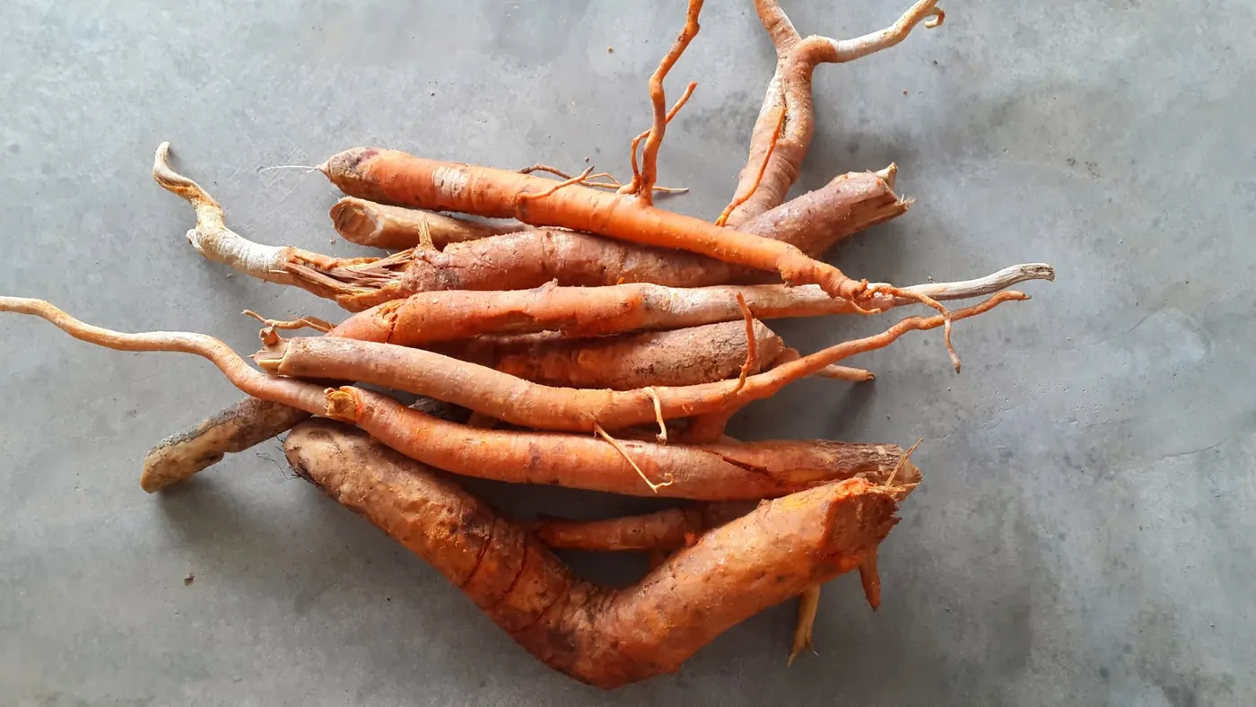 Freshly dug Red Tongkat Ali roots showing their orange-red bark